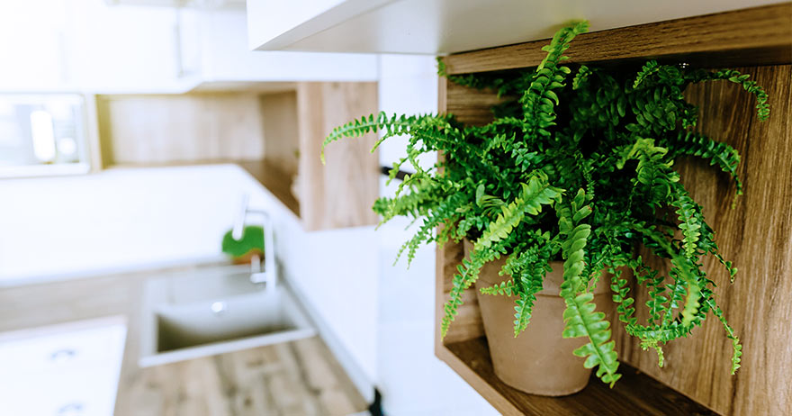 5 plantas para ter em casa