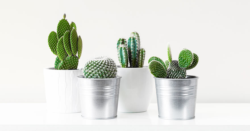 Dicas de jardim para iniciantes