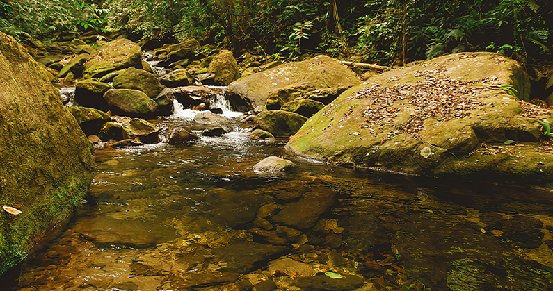 Reserve um final de semana e venha curtir as trilhas ecológicas de Camburi
